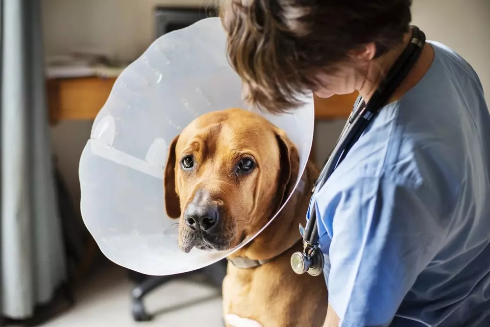 Rio Negro realiza castração social de cães todos os meses